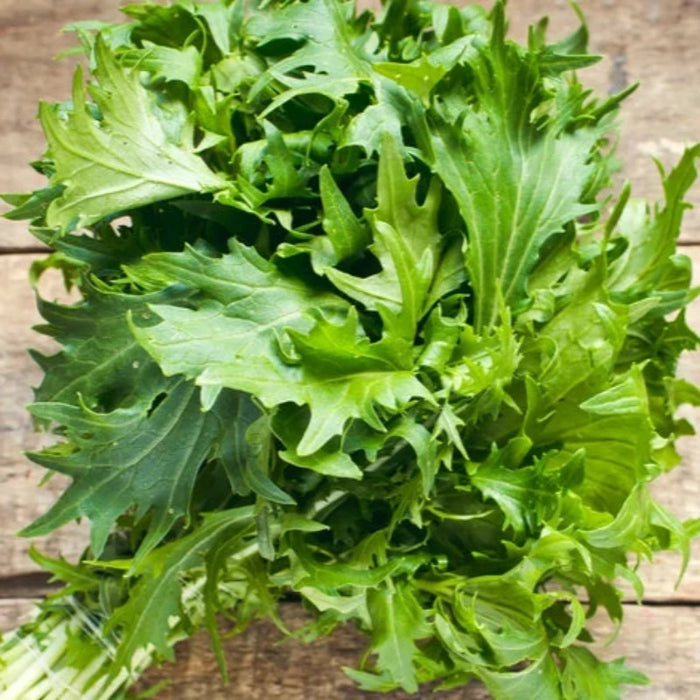 Mizuna Mustard Greens Heirloom Seeds