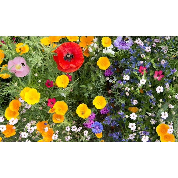 Deer Resistant Wildflower Seed Mix - Seed Packets, Heirloom Seeds, Flower Seeds, Non GMO, Open Pollinated