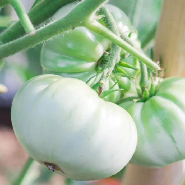 White Beauty Tomato Heirloom Seeds - Snowball Tomato, Indeterminate, Open Pollinated, Non-GMO