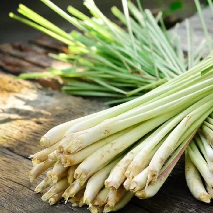 Lemongrass Herb Heirloom Seeds - Culinary & Natural Mosquito Repellent, Tropical Herb, Hydroponics, OP, Non-GMO