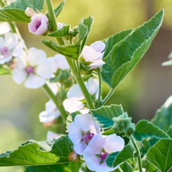 Marshmallow Herb Heirloom Seeds - Non-GMO