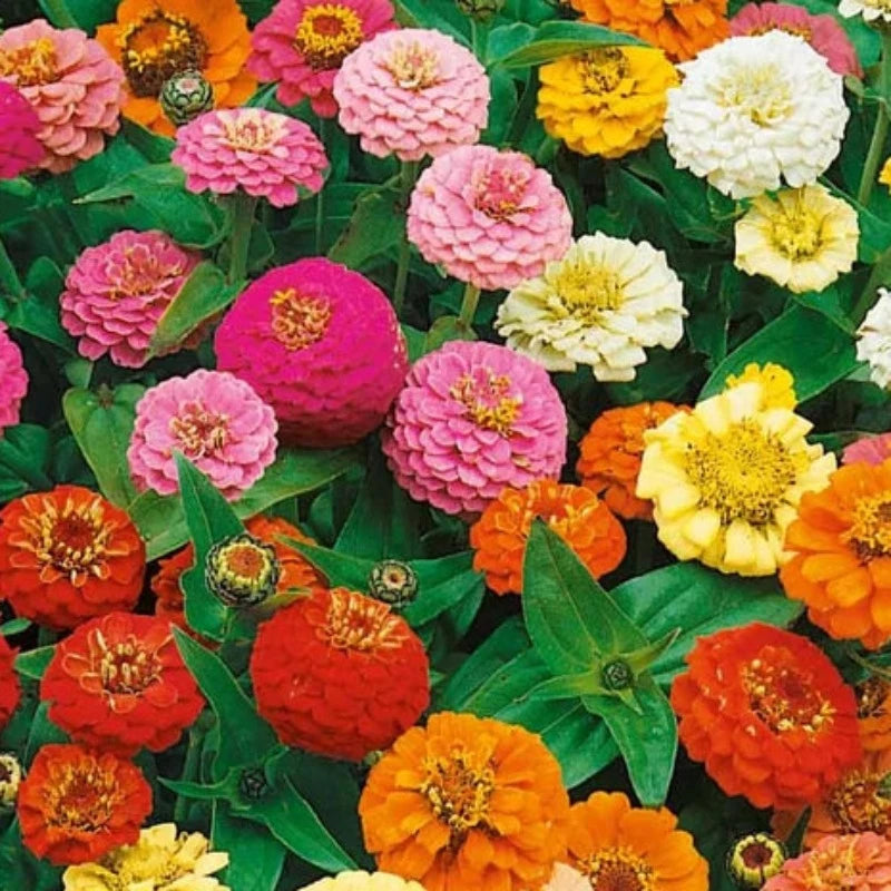 Zinnia Mix Flower Seeds Heirloom Seed Mix, Dwarf Flowers, Mixed Zinnia ...