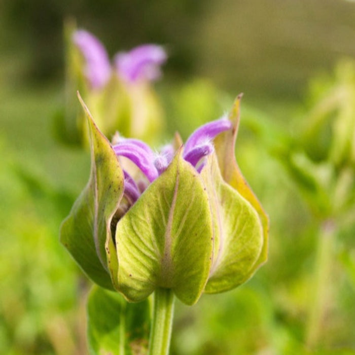 Wild Bergamot Heirloom Herb Seeds - Flower Seeds, Non-GMO