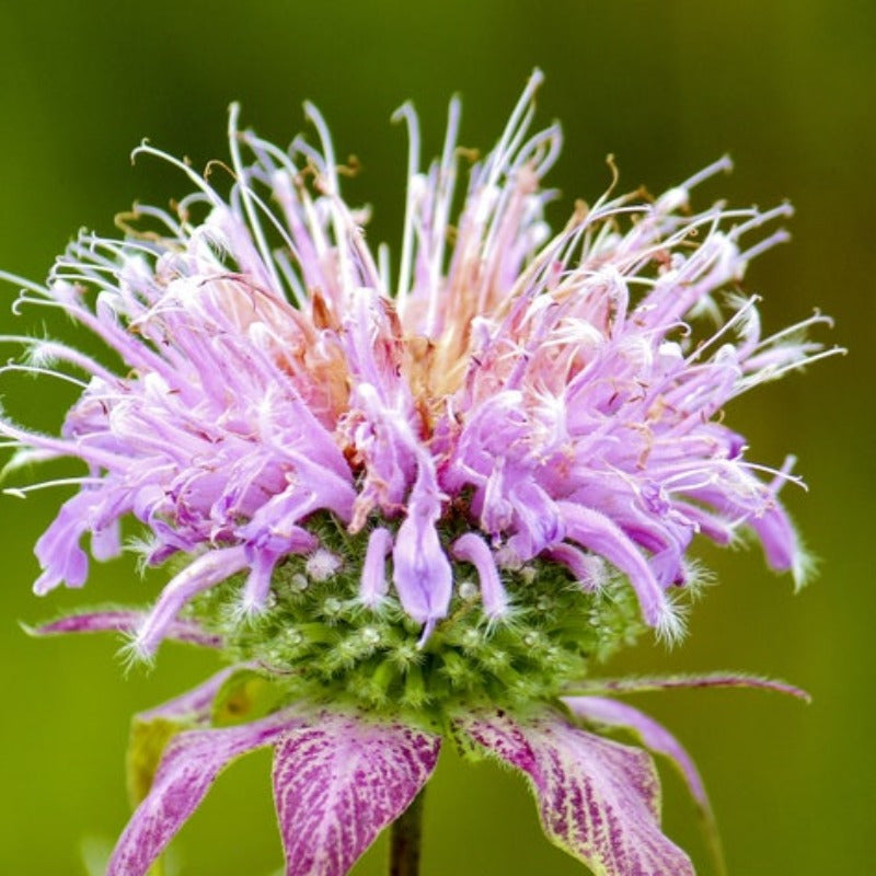 Flowers Seeds