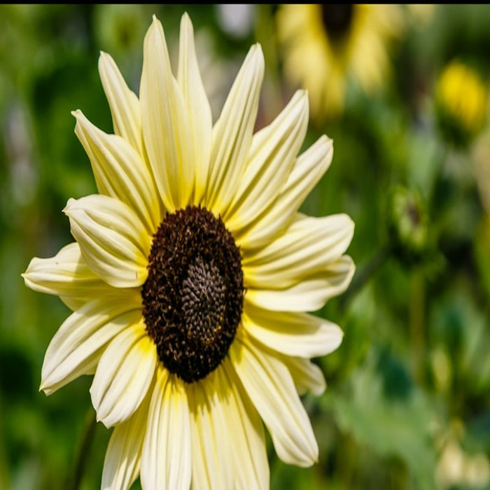 Ice Cream Sunflower Heirloom Seeds-Perennial Sunflower, Seed Packets, Flower Seeds, Non GMO, Open Pollinated