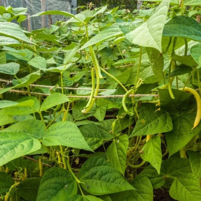 Cherokee Wax Bush Bean Seeds - Heirloom, Frozen Beans, Canned Beans, Open Pollinated, Non-GMO