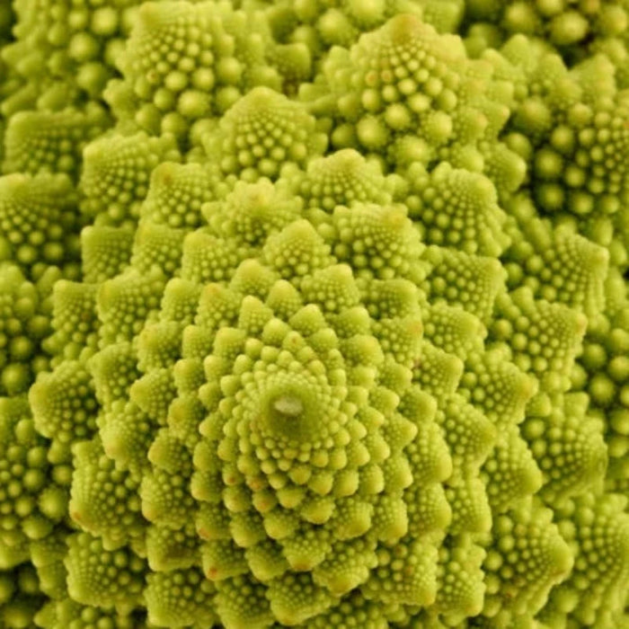 Romanesco Broccoli Heirloom Seeds