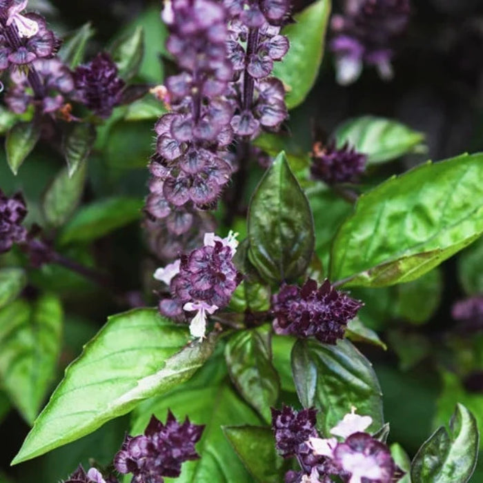 Cinnamon Basil Herb Heirloom Seeds