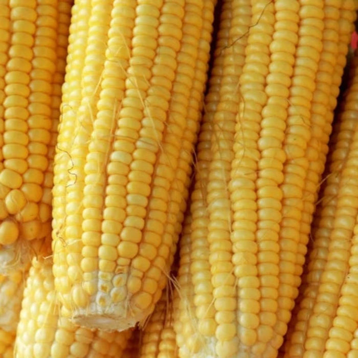 Golden Bantam Corn Heirloom Seeds - Non-GMO, Open Pollinated, Untreated