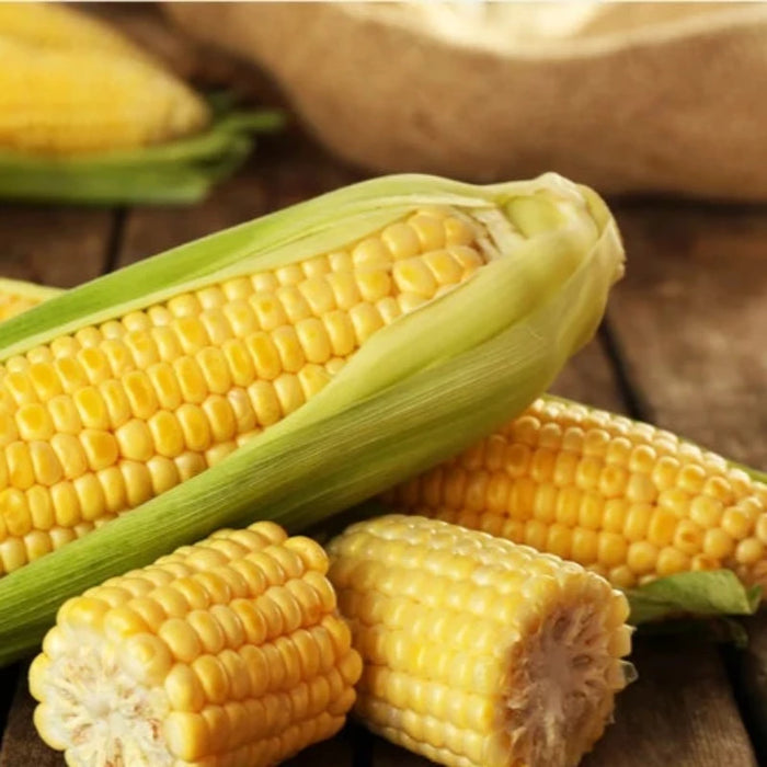 Golden Bantam Corn Heirloom Seeds - Non-GMO, Open Pollinated, Untreated