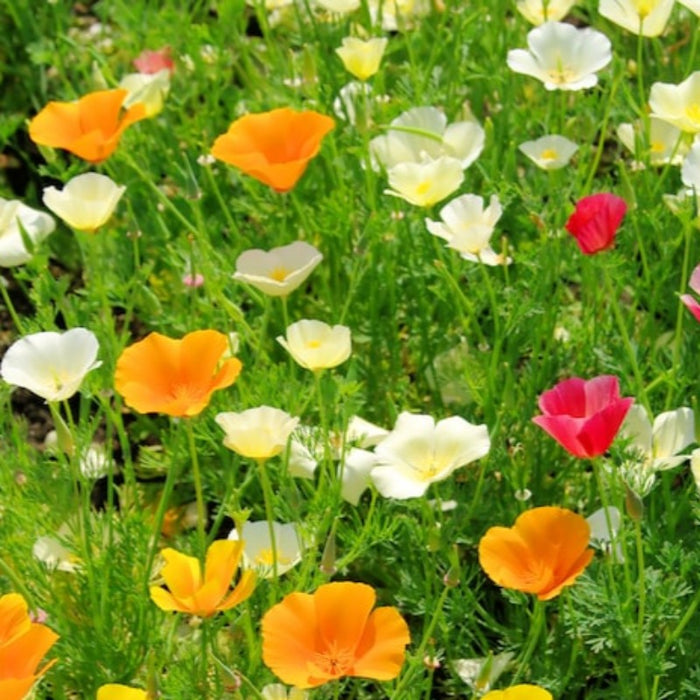 California Poppy, Mix Heirloom Seeds - Flower Seeds, Cool Weather Seeds, Flowers, Cool Season Flowers, Annual, California