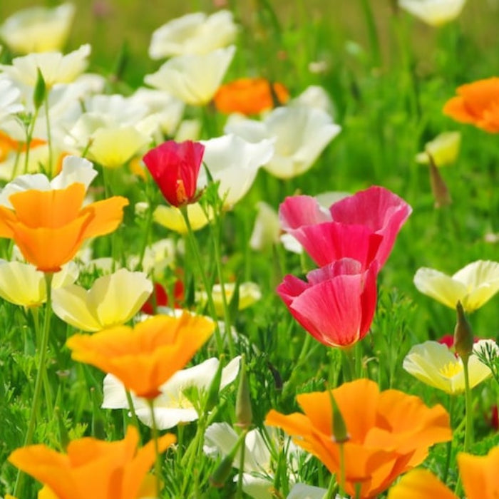 California Poppy, Mix Heirloom Seeds - Flower Seeds, Cool Weather Seeds, Flowers, Cool Season Flowers, Annual, California