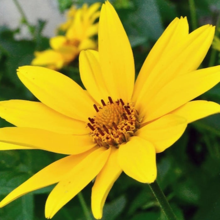 Sunflower Heirloom Seeds - Native, Non-GMO, Open Pollinated, Untreated, Flower Seeds
