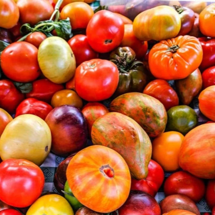 Heirloom Rainbow Blend Tomato Seeds - Heirloom Tomato Mix, Indeterminate, Mixed Tomatoes, Open Pollinated, Non-GMO