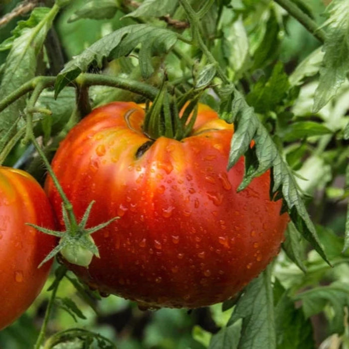 Red Strawberry Tomato Seeds - Heirloom, Oxheart Tomato, German Tomato, Indeterminate Tomato, Vining Tomato, Open Pollinated, Non-GMO