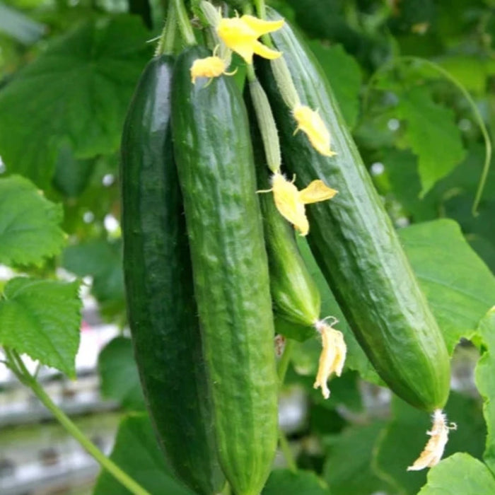 Cucumber Seeds Heirloom Seeds, Heavy Yield, Slicing Cucumber, Pickling Cucumber, Open Pollinated, Non-GMO
