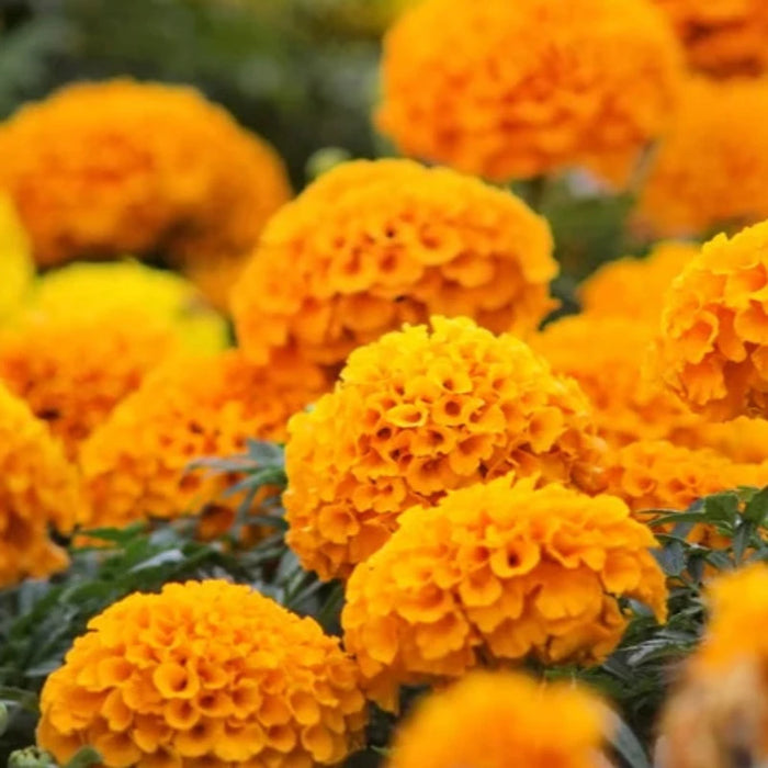 Marigold Crackerjack Mix Flower Seeds - Edible Flower, Heirloom, Flower Seeds, Open Pollinated, Non-GMO