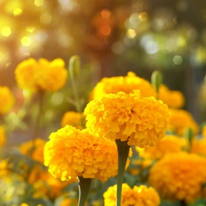 Marigold Crackerjack Mix Flower Seeds - Edible Flower, Heirloom, Flower Seeds, Open Pollinated, Non-GMO
