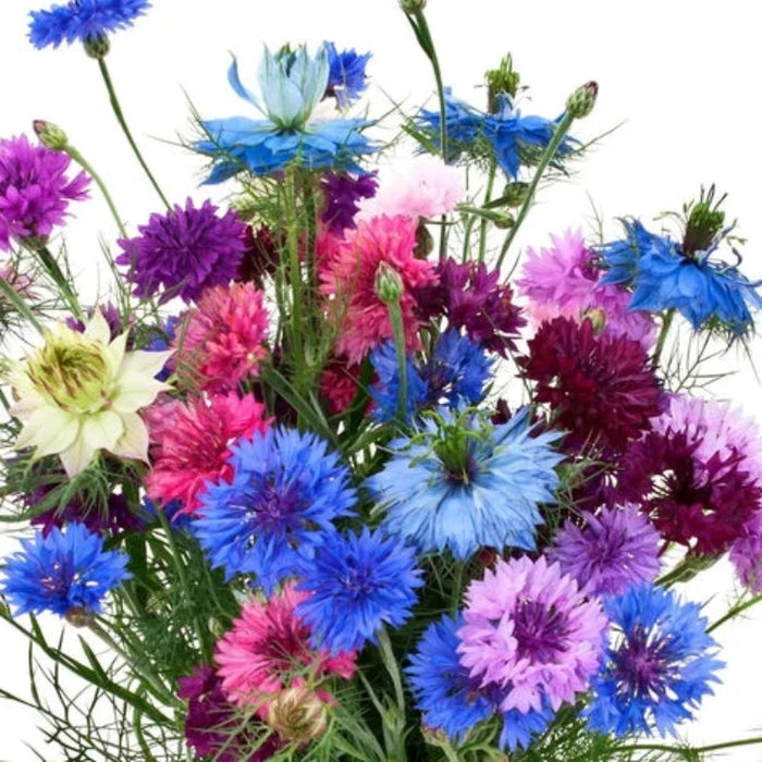 Bachelor's Button, Tall Mix Flower Seeds - Cornflower, Heirloom, Wildflower, Edible Flower, Easy Grow, Open Pollinated