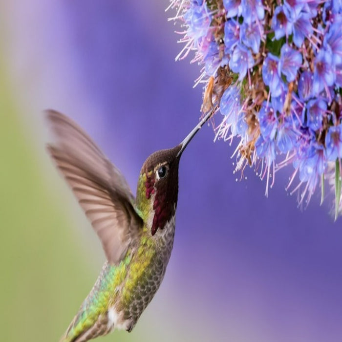 Hummingbird Garden Flower Mix-Flower Seeds, Heirloom, Native, Flower Seeds
