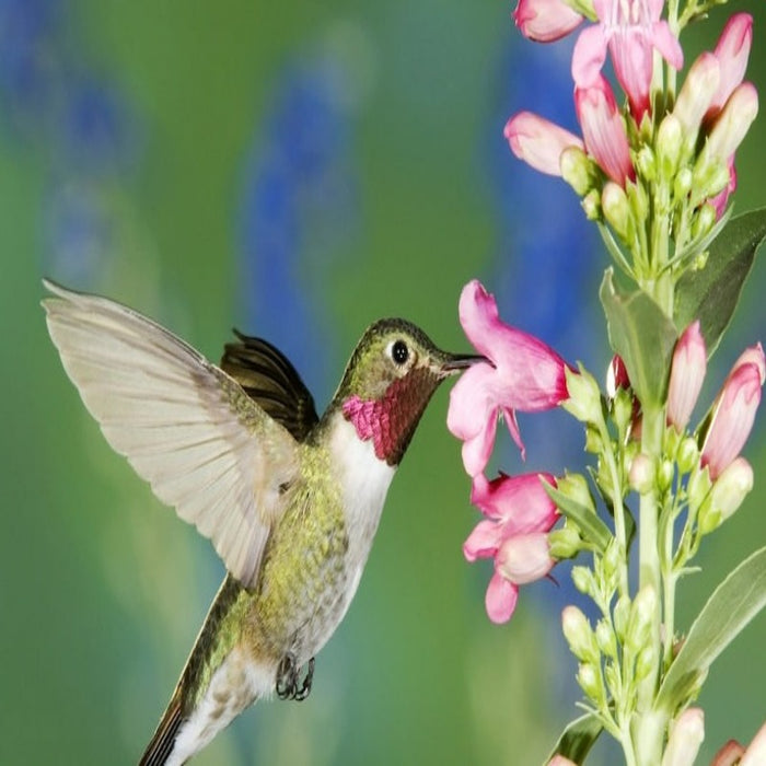 Hummingbird Garden Flower Mix-Flower Seeds, Heirloom, Native, Flower Seeds
