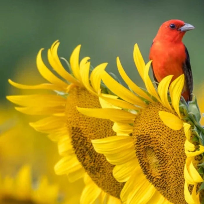 Black Oil Sunflower Heirloom Seeds - Flower Seeds, Open Pollinated, Non-GMO