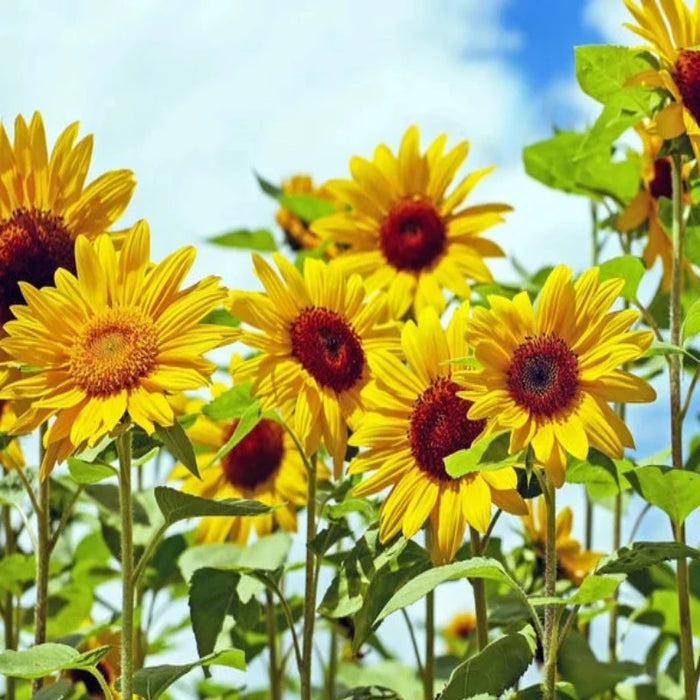 Black Oil Sunflower Heirloom Seeds - Flower Seeds, Open Pollinated, Non-GMO
