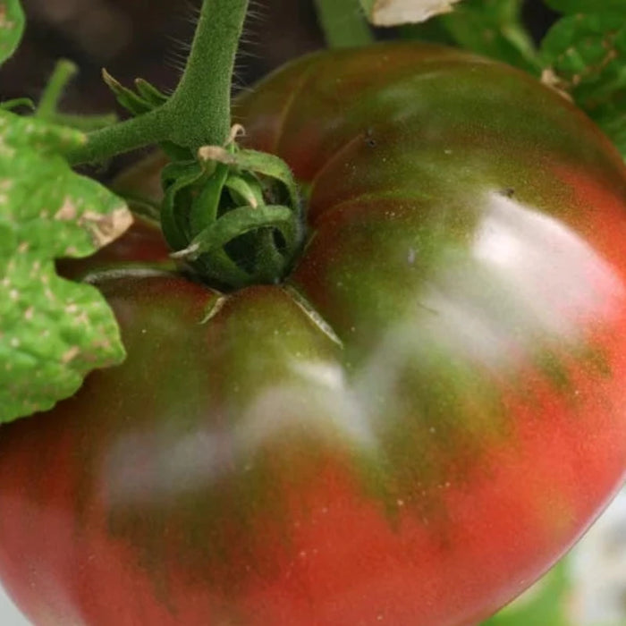 Cherokee Purple Tomato Seeds - Heirloom Seeds, Beefsteak Tomato, Indeterminate, Dark Flesh, Open Pollinated, Non-GMO