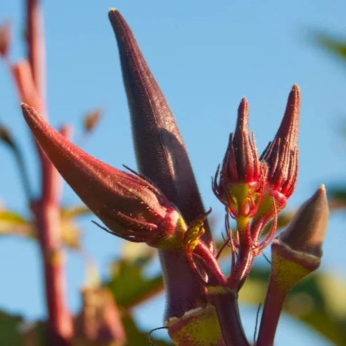 Red Burgundy Okra Seeds - Heirloom Seeds, Edible Lanscaping, Gumbo, Open Pollinated, Non-GMO