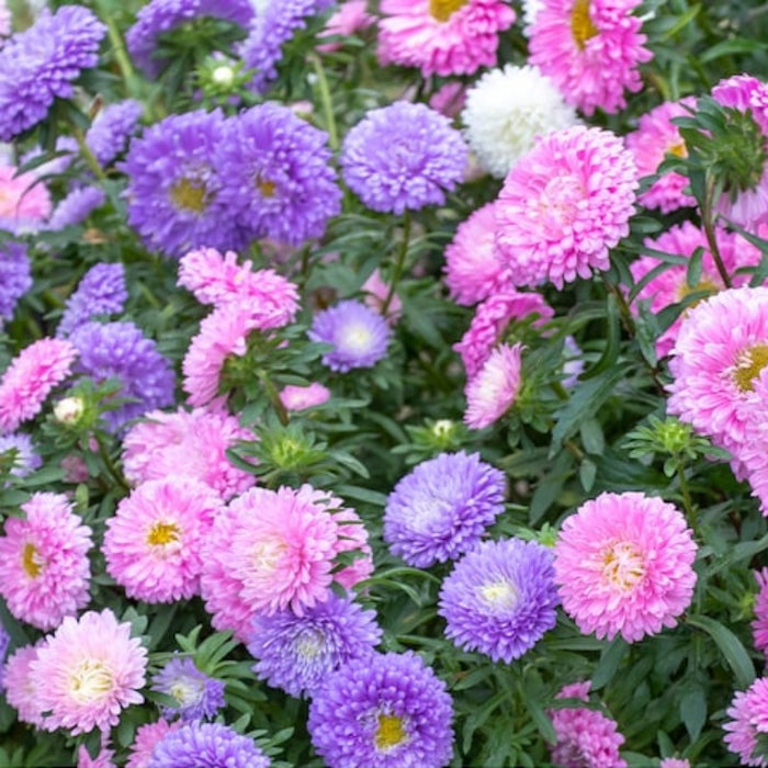 Crego Mix Aster Flower Seeds, Heirloom, Pollinator Garden, Annual, Fall Flowers, Cut Flowers, Flower Mix
