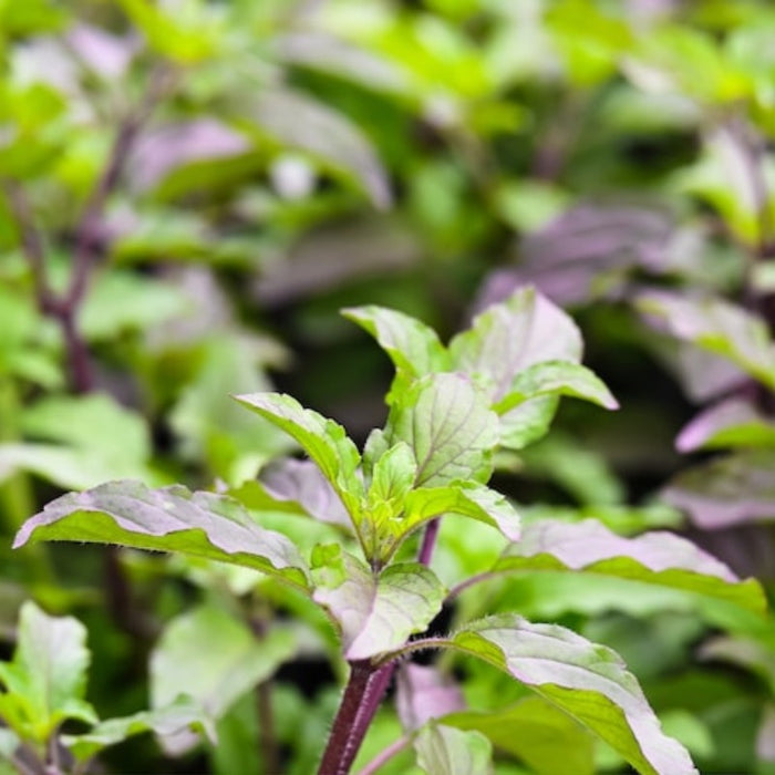 Red Leaf Holy Basil Seeds - Tulsi Basil, Heirloom Seeds, Indian Seeds, Asian Seeds, Open Pollinated, Non-GMO