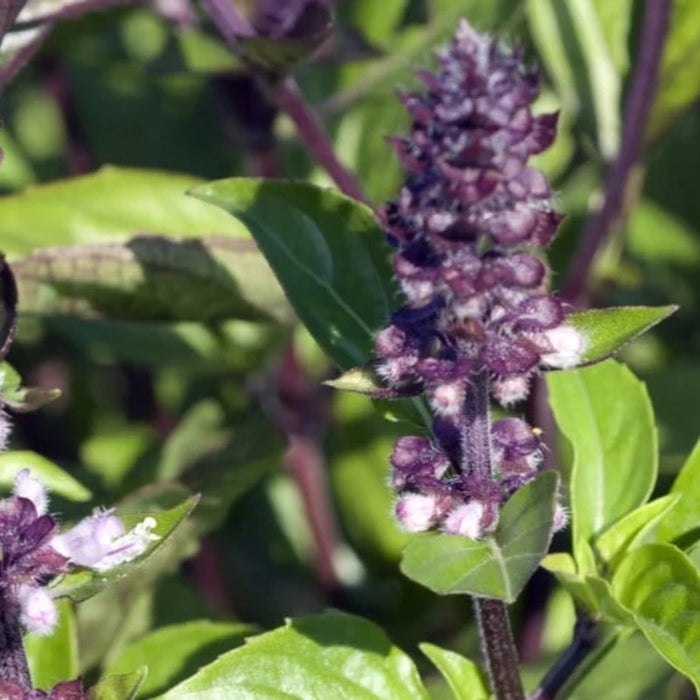 Cinnamon Basil Herb Heirloom Seeds