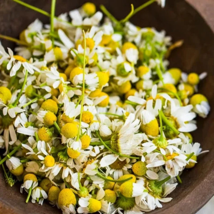 Chamomile Herb Heirloom Seeds