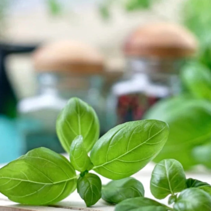 Genovese Basil Heirloom Herb Seeds - Non-GMO, Culinary Herb