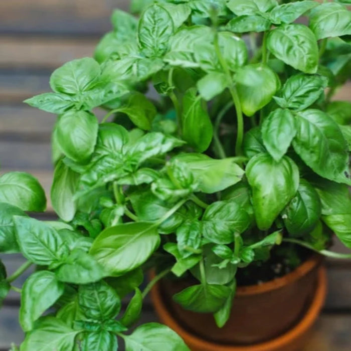 Genovese Basil Heirloom Herb Seeds - Non-GMO, Culinary Herb