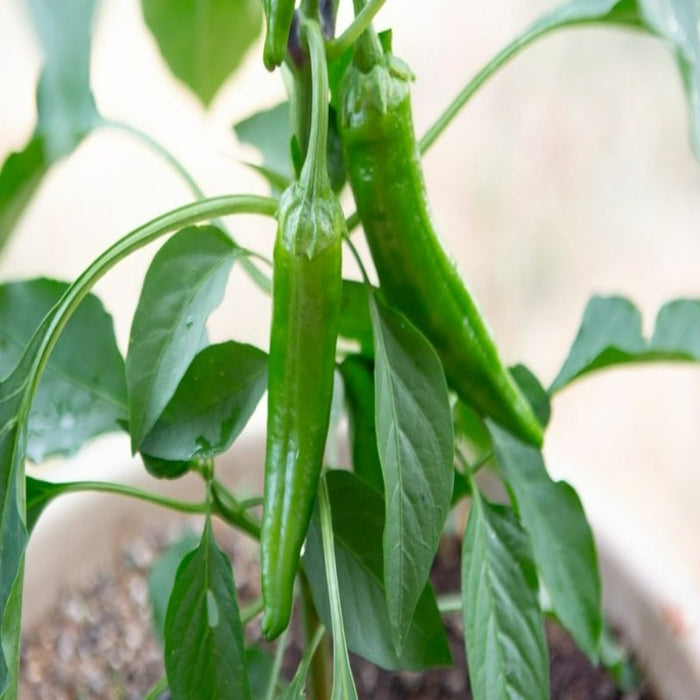 Anaheim Chili Pepper Seeds - Mild Non GMO Versatile