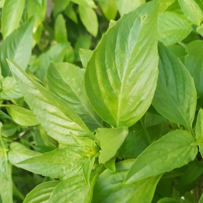 Licorice Basil Seeds - Persian Basil, Anise Basil, Heirloom Seeds, Thai Basil, Culinary Herb, Open Pollinated, Non-GMO
