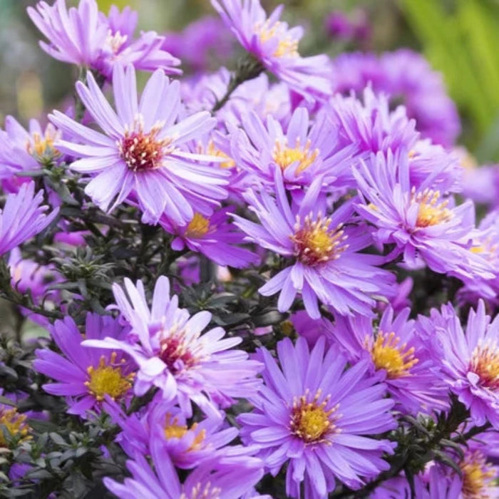 Aster Flower Seeds - Heirloom, Pollinator Garden, Butterfly Garden, Save The Bees, Open Pollinated, Non-GMO