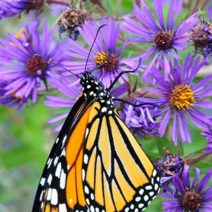 Aster Flower Seeds - Heirloom, Pollinator Garden, Butterfly Garden, Save The Bees, Open Pollinated, Non-GMO
