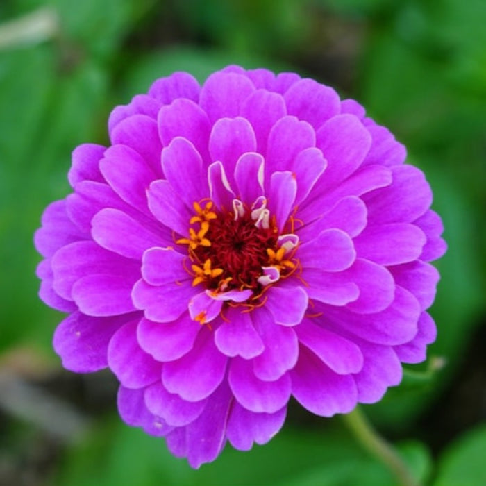 Zinnia, Lavender Flower Seeds - Heirloom Seeds, Purple Flower, Butterfly Garden, Cut Flowers, Victorian Garden