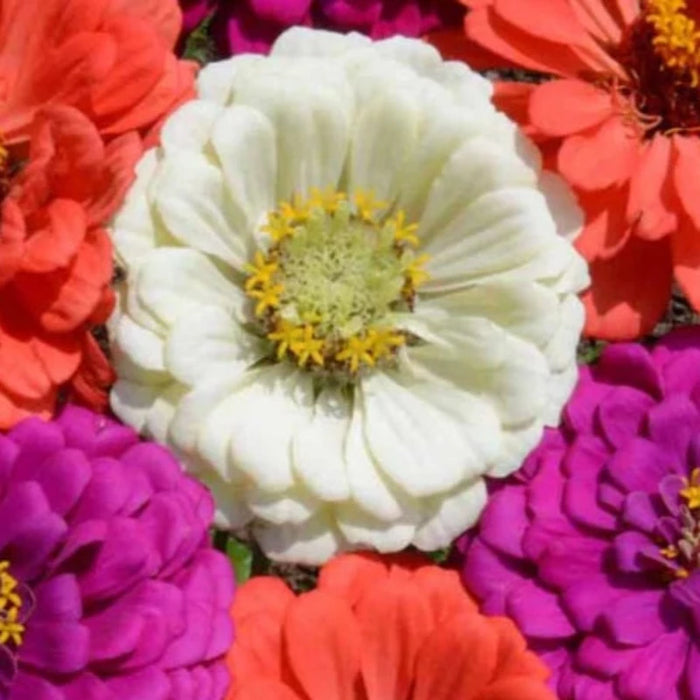 Zinnia Mermaid Mix Flower Seeds Heirloom Seeds, Tropical Mix, Cut Flowers, Wedding Flowers, Non-GMO