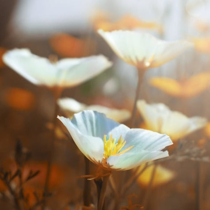 White Linen Poppy Heirloom Seeds - Flower Seeds, Cool Weather Seeds, Cool Season Flowers, White flowers