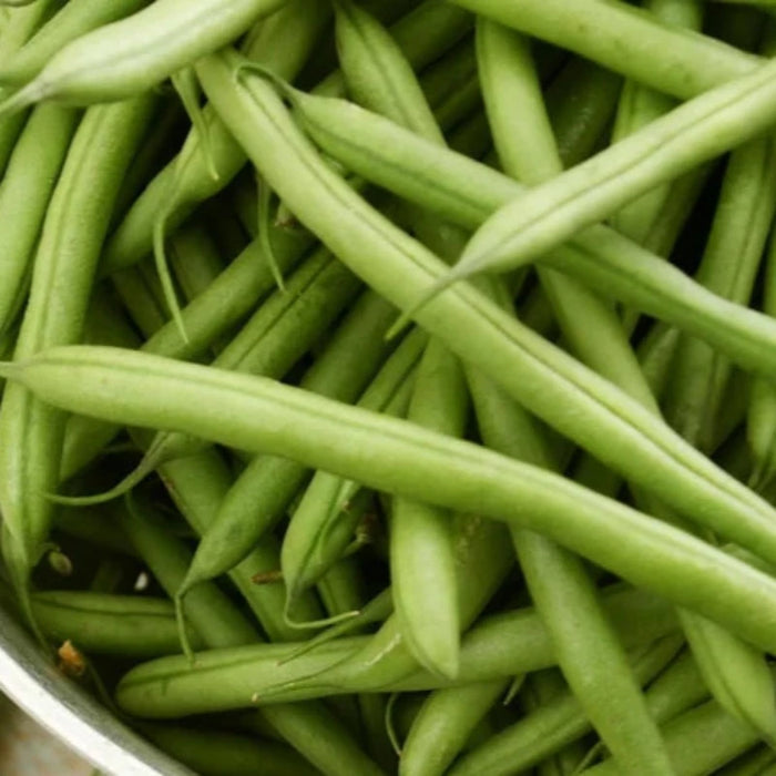 Jade Bush Bean Seeds - Heirloom, Stringless, Open Pollinated, Untreated, Non-GMO