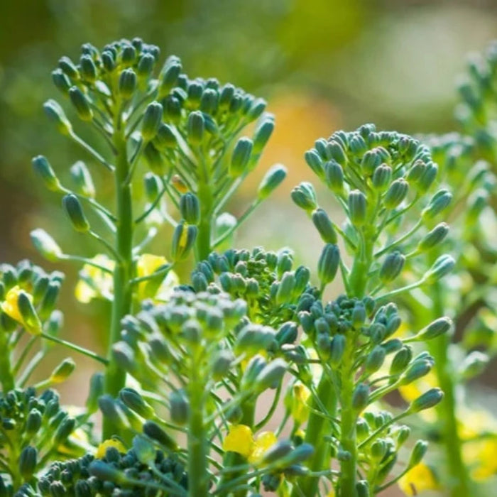 Broccoli Raab Rapini Seeds - Heirloom Seeds, Microgreens, Sprouting Seeds, Stir-Fry, Asparagus, Open Pollinated, Non-GMO
