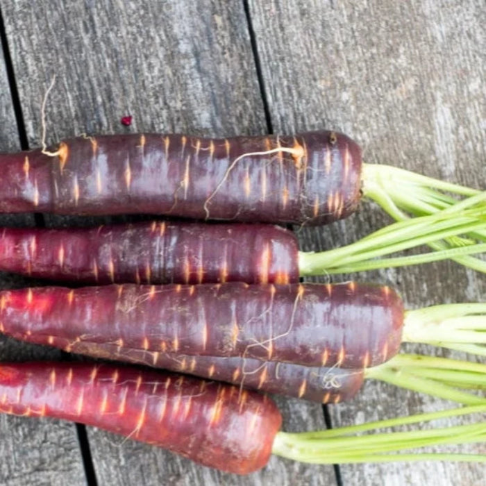 Cosmic Purple Carrot Heirloom Seeds - Danver's Carrot, Purple Carrot Seeds, Beta-Carotene, Anthocyanins, Open Pollinated, Non-GMO