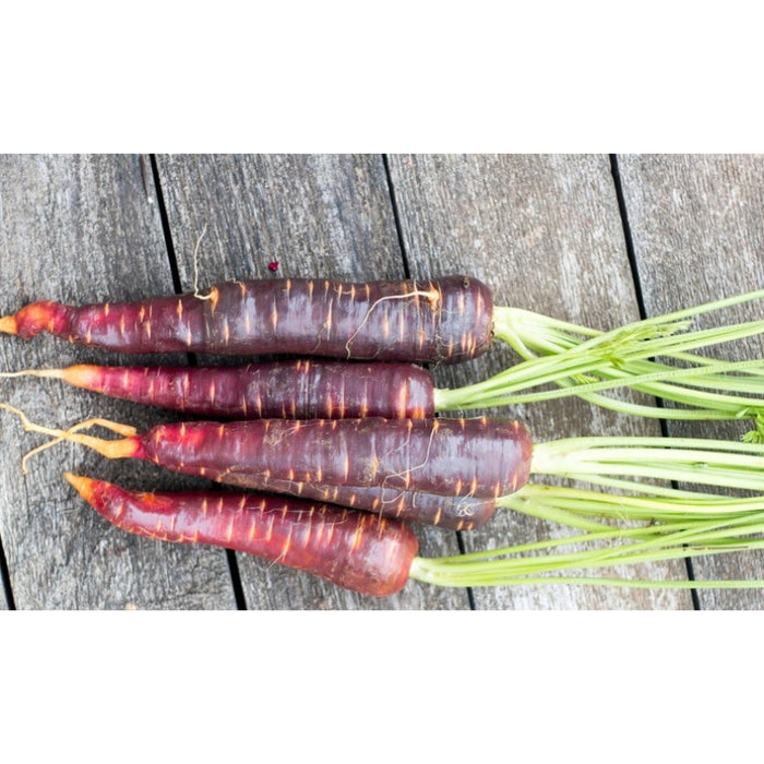 Cosmic Purple Carrot Heirloom Seeds
