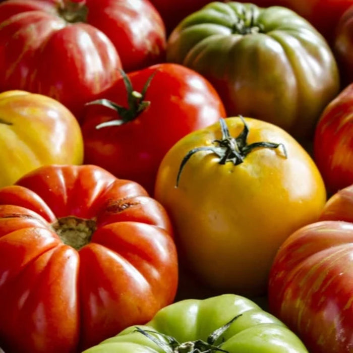 Heirloom Rainbow Blend Tomato Seeds - Heirloom Tomato Mix, Indeterminate, Mixed Tomatoes, Open Pollinated, Non-GMO