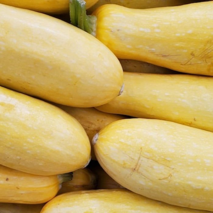 Yellow Early Prolific Straightneck Summer Squash Seeds - Zucchini Seeds, Heirloom, Open Pollinated, Non-GMO