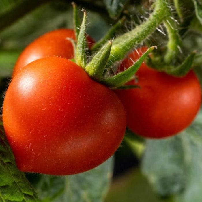 Anna Tomato Seeds - Heirloom Seeds, Oxheart Tomato, Slicing Tomato, Indeterminate, Early High Yield, OP, Non-GMO