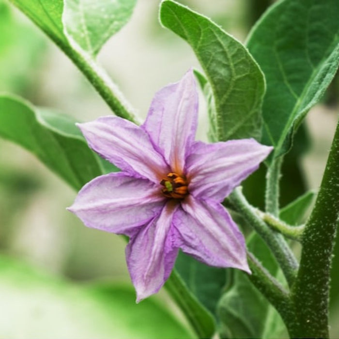 Ping Tung Eggplant Seeds Heirloom Seeds, Taiwanese Heirloom, Disease Resistant, Non-GMO